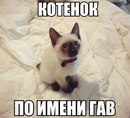 =^.^=