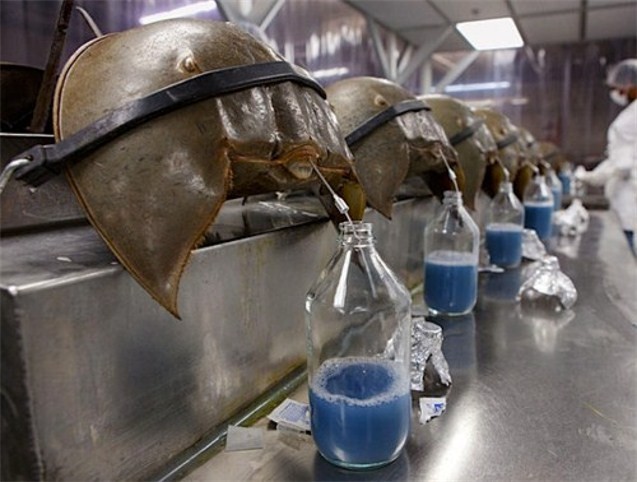 Blue Blood