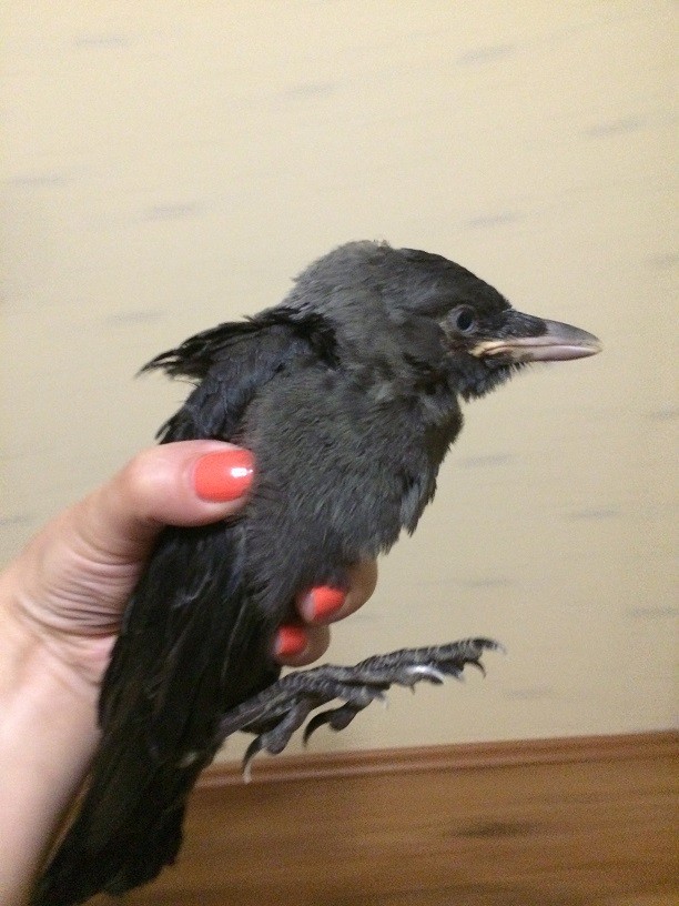 ���������� #2068131