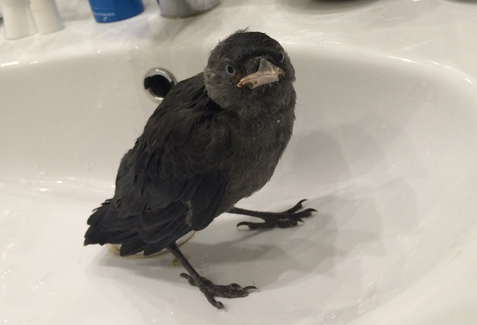���������� #2068132