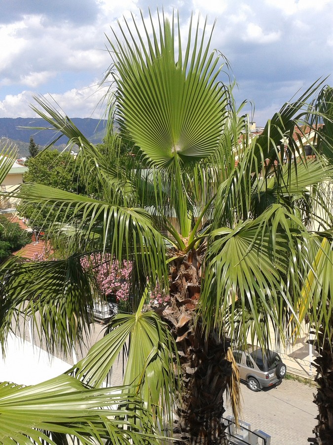 Palmiye