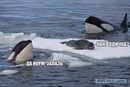 ���������� #2074621