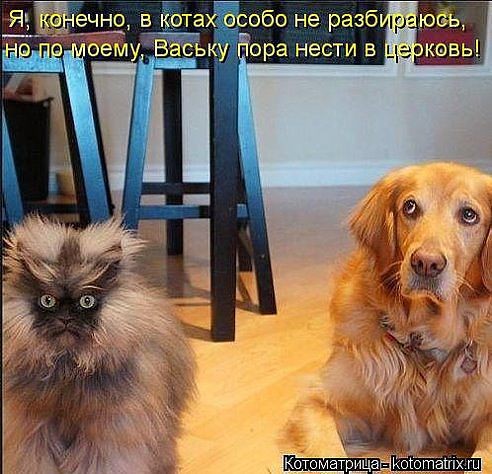 ���������� #2078341
