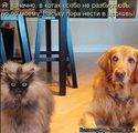 ���������� #2078341