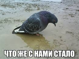 ���������� #2085032