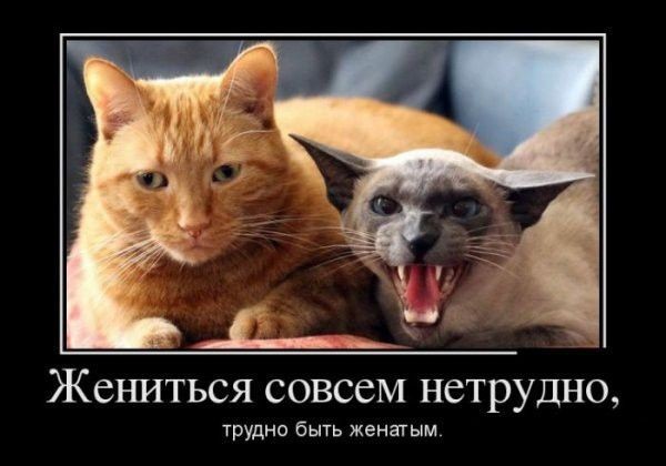 ���������� #2087449